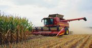 "Złote kolby" w kukurydzy i podpalenie. Dramat rolnika z Kujaw