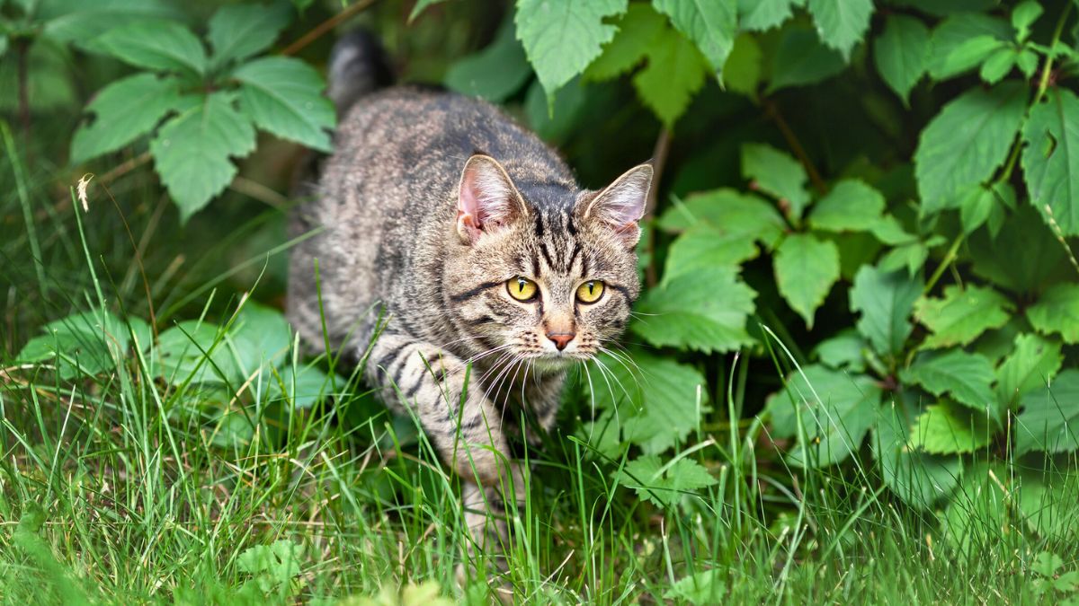 Kot skradający się w ogrodzie