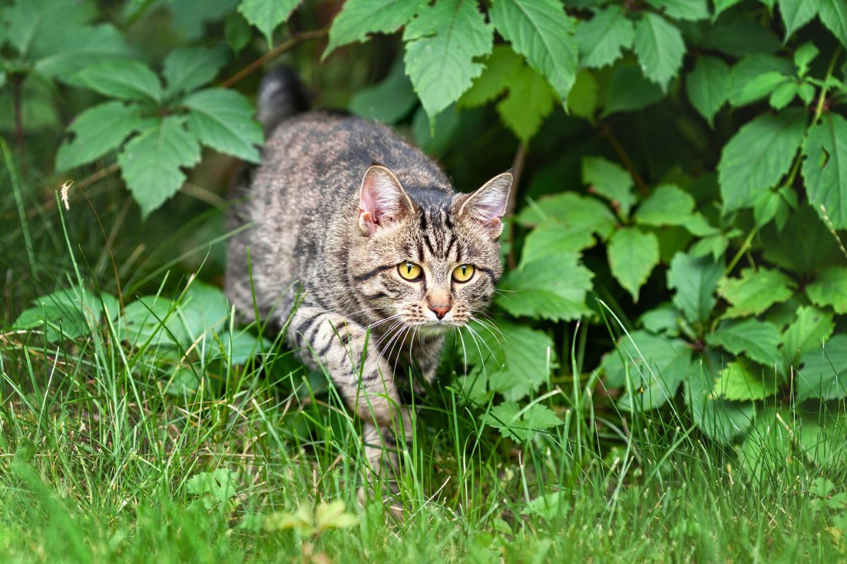 Kot skradający się w ogrodzie