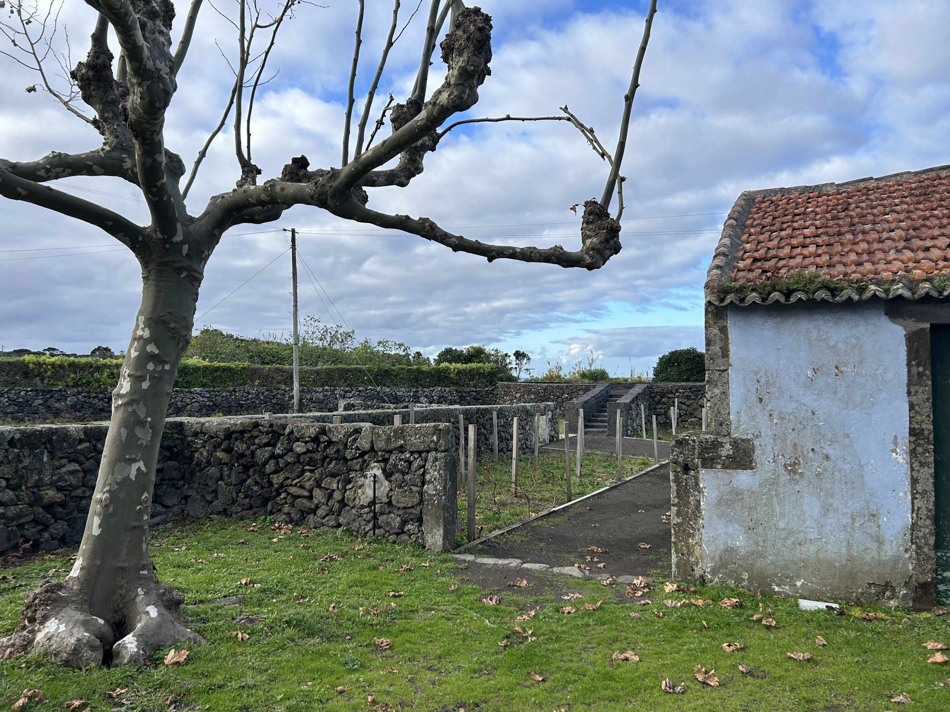 Wino na Azorach uprawiane jest w niesprzyjających warunkach