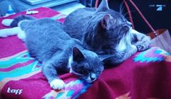 ProSiebenSat.1 zwolni 10 proc. pracowników