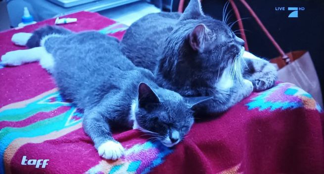 ProSiebenSat.1 zwolni 10 proc. pracowników