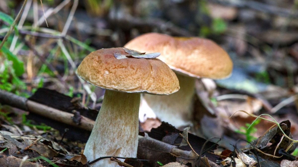 Przed zebraniem grzyba warto popukać go w kapelusz