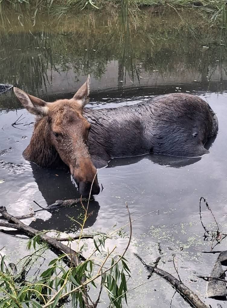 Uwięzione zwierzę