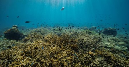 Oceany zmieniają się. Naukowcy alarmują