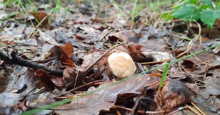Leśnicy sfotografowali borowika. Gdy wrócili po tygodniu, oniemieli
