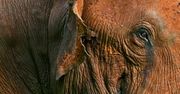 Słoń w berlińskim zoo nauczył się obierać banany