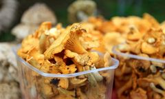 Kurki przed sezonem? Towar luksusowy