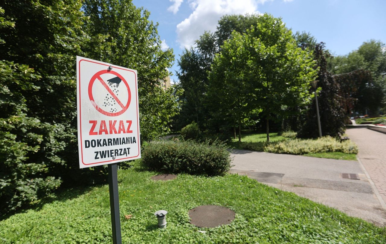 Rzeszów: Dokarmianie zwierząt bardziej im szkodzi, niż pomaga. Szczury pod balkonami, resztki na trawnikach
