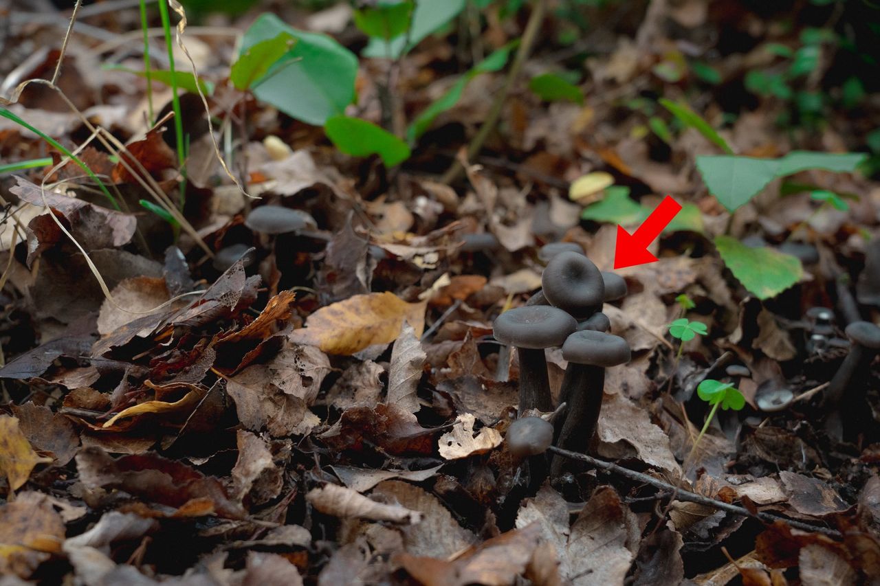 Znaleziony w lesie grzyb, którego nie widziano od 40 lat