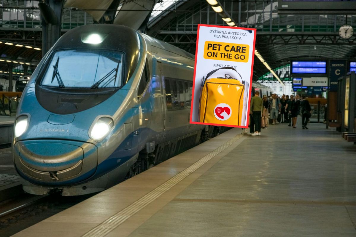 Podróż z pupilem? Te pociągi mają apteczki dla zwierząt