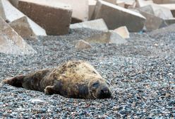 Dramatyczna sytuacja zwierząt w kijowskim zoo. Konieczne stworzenie korytarza humanitarnego