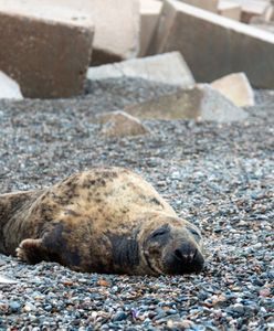 Dramatyczna sytuacja zwierząt w kijowskim zoo. Konieczne stworzenie korytarza humanitarnego