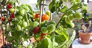 Uprawa pomidorów na balkonie. Jak sprawić, aby były soczyste i smaczne