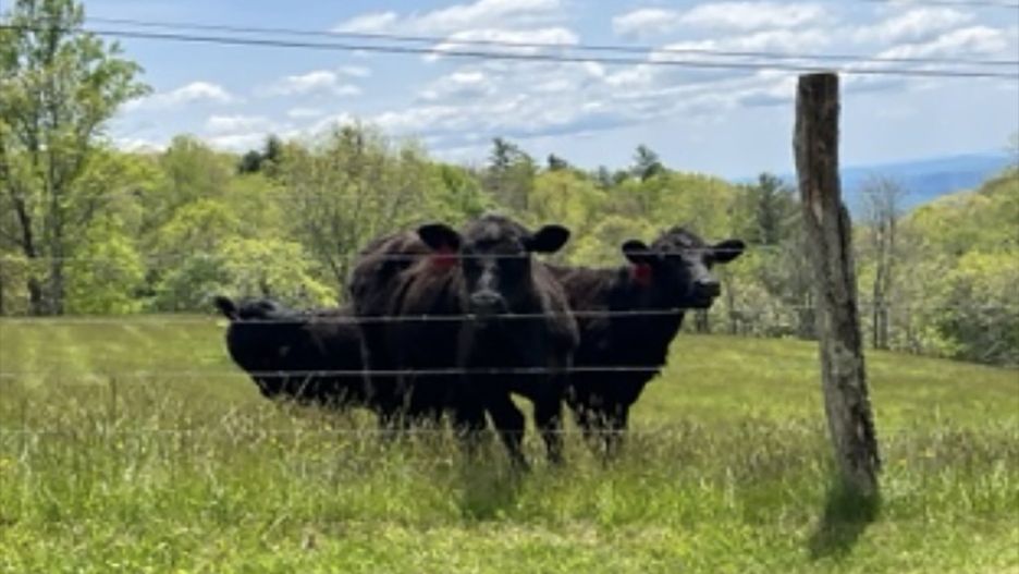 Krowy pomogły w ujęciu sprawcy