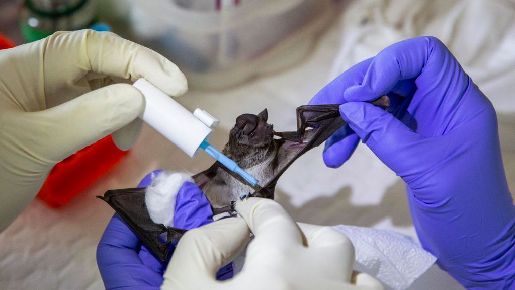 Nietoperze prawdopodobnym źródłem COVID-19