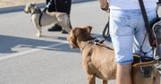 Miał chodzić po mieście z psem bez smyczy. W Gostyniu zawrzało