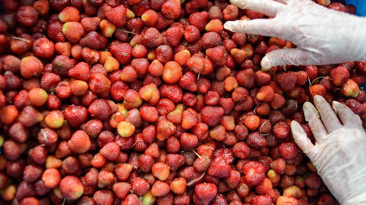 Na zbieraniu truskawek można dobrze zarobić