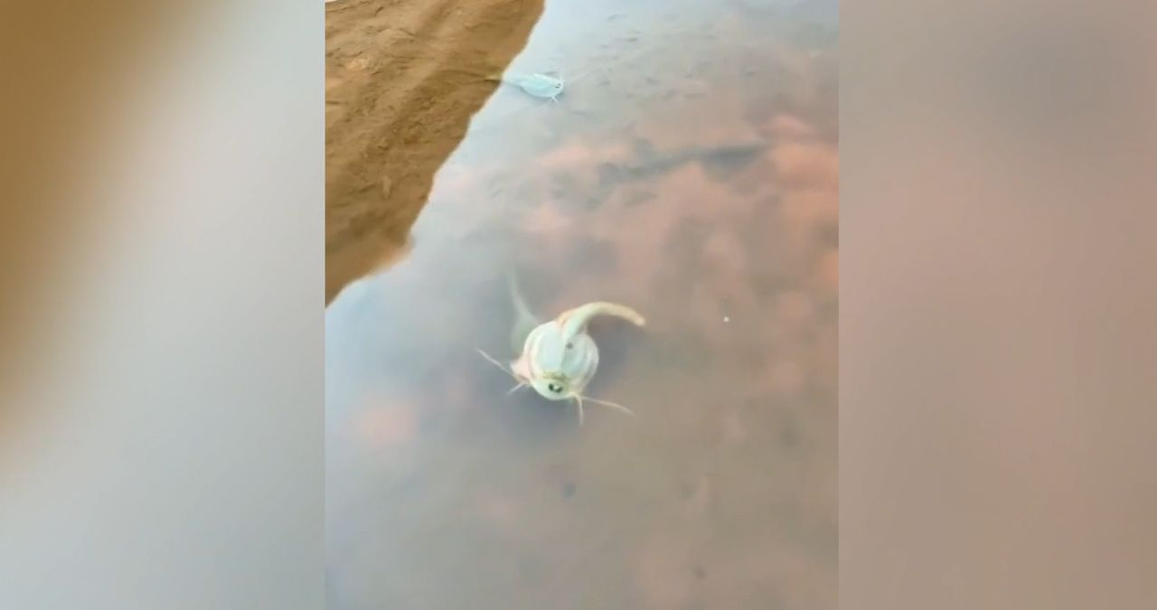 Niesamowite odkrycie w USA. Natknął się na zwierzęta z epoki dinozaurów