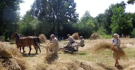 Żniwowanie w Muzeum Wsi Lubelskiej. Przyjdź i zobacz jak dawniej wyglądały żniwa