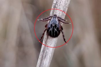 Leśnicy pokazali zdjęcie. Wciąż grasują