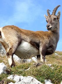 Mountain goats under threat due to global warming