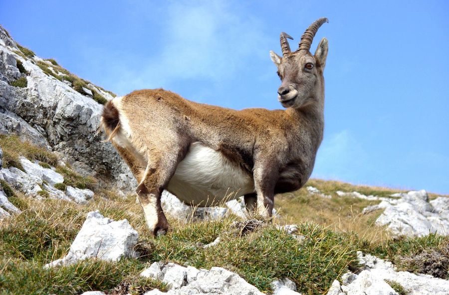 Mountain goats under threat due to global warming