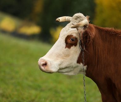 Rolnicy nie sprzedają bydła. Oto dlaczego