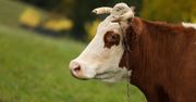 Rolnicy nie sprzedają bydła. Oto dlaczego