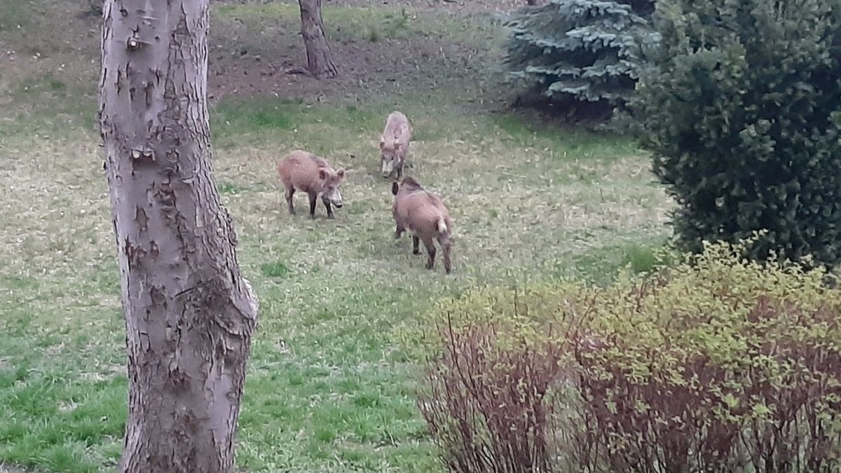 Dziki na osiedlu przy ul. Mełgiewskiej w Lublinie