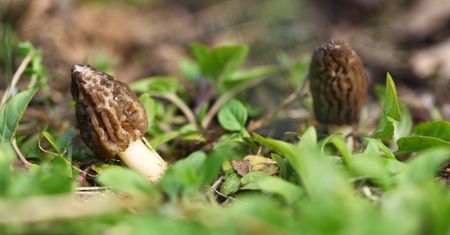 Wyjątkowe okazy. Są symbolami wiosny