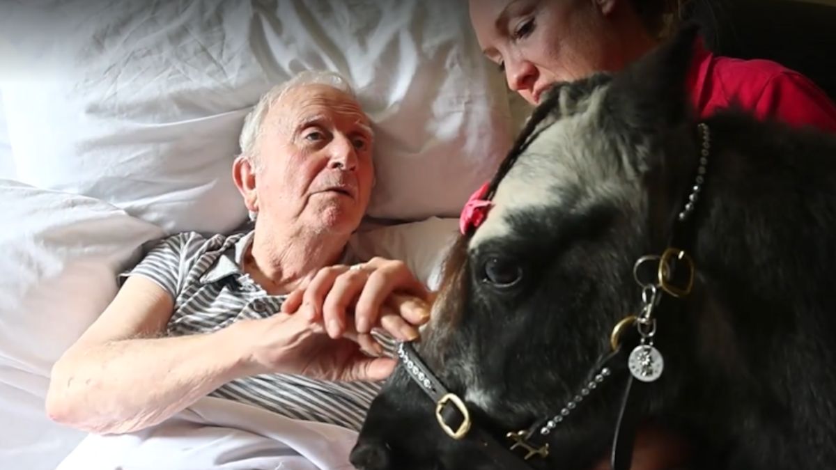 Miniaturowe kucyki przynoszą radość i pocieszenie.
