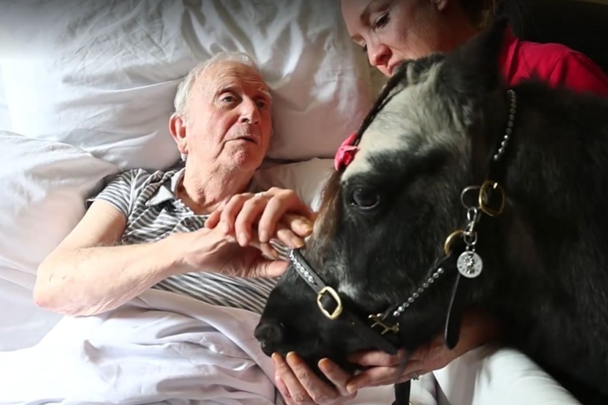 Miniature ponies bring big smiles to hospitals, schools, and care homes