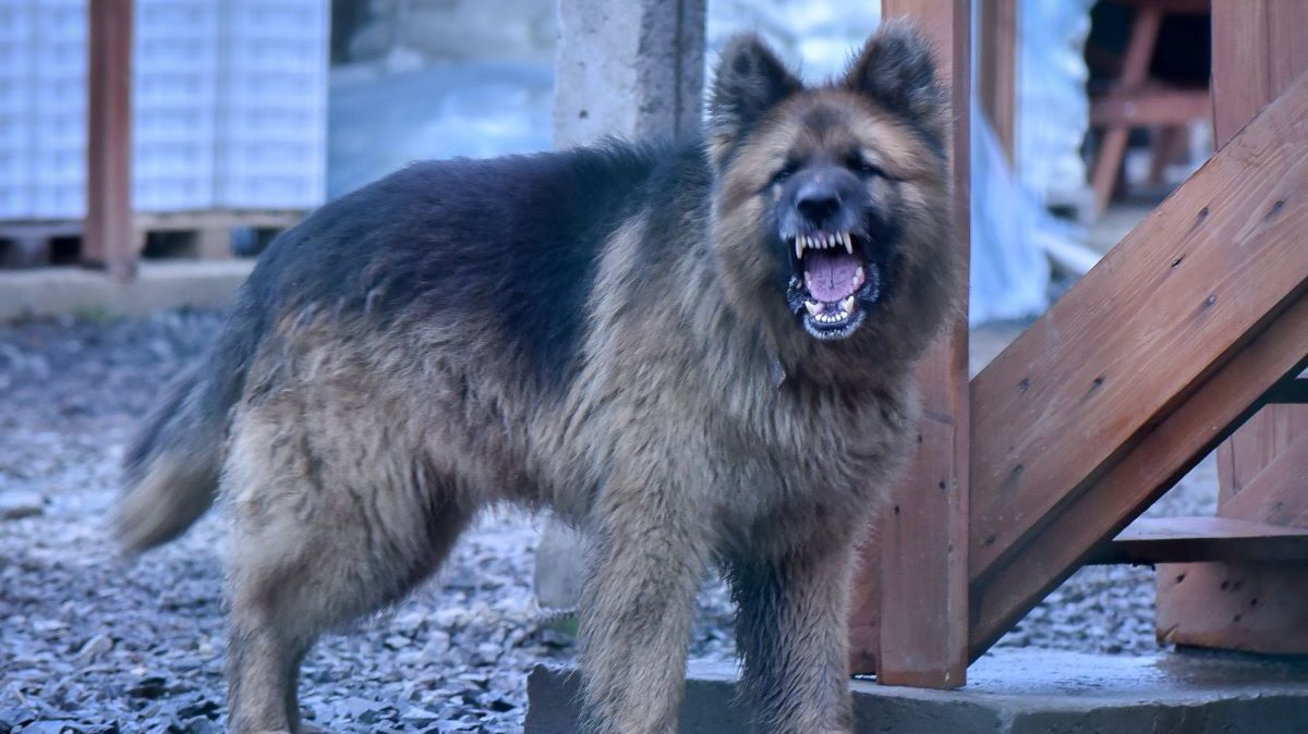 Psy zaatakowały biegaczkę. Zapadł wyrok 