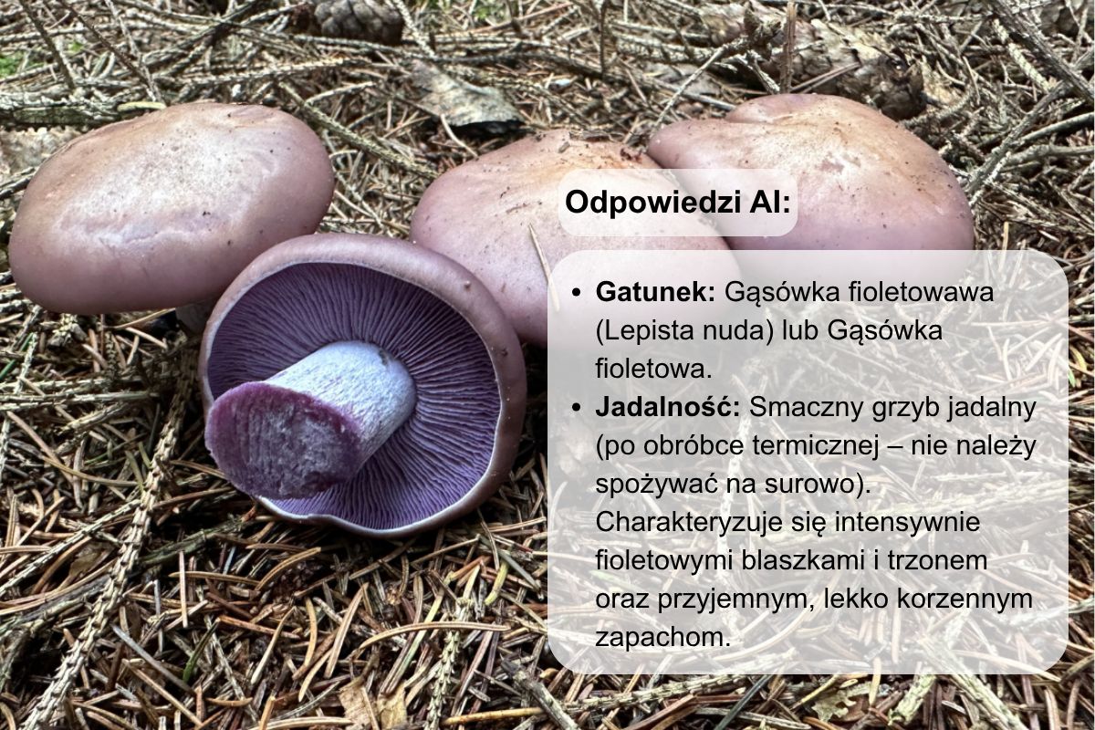 Przy gąsówce fioletowawej AI pomyliło aromat