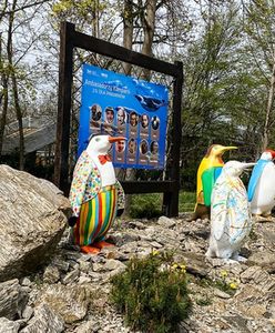 Wrocław. Pingwinia Aleja Gwiazd w ZOO. Malowały je gwiazdy