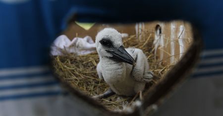 Ptaki giną w męczarniach. Zoo apeluje - te pułapki lepiej wyrzucić do kosza