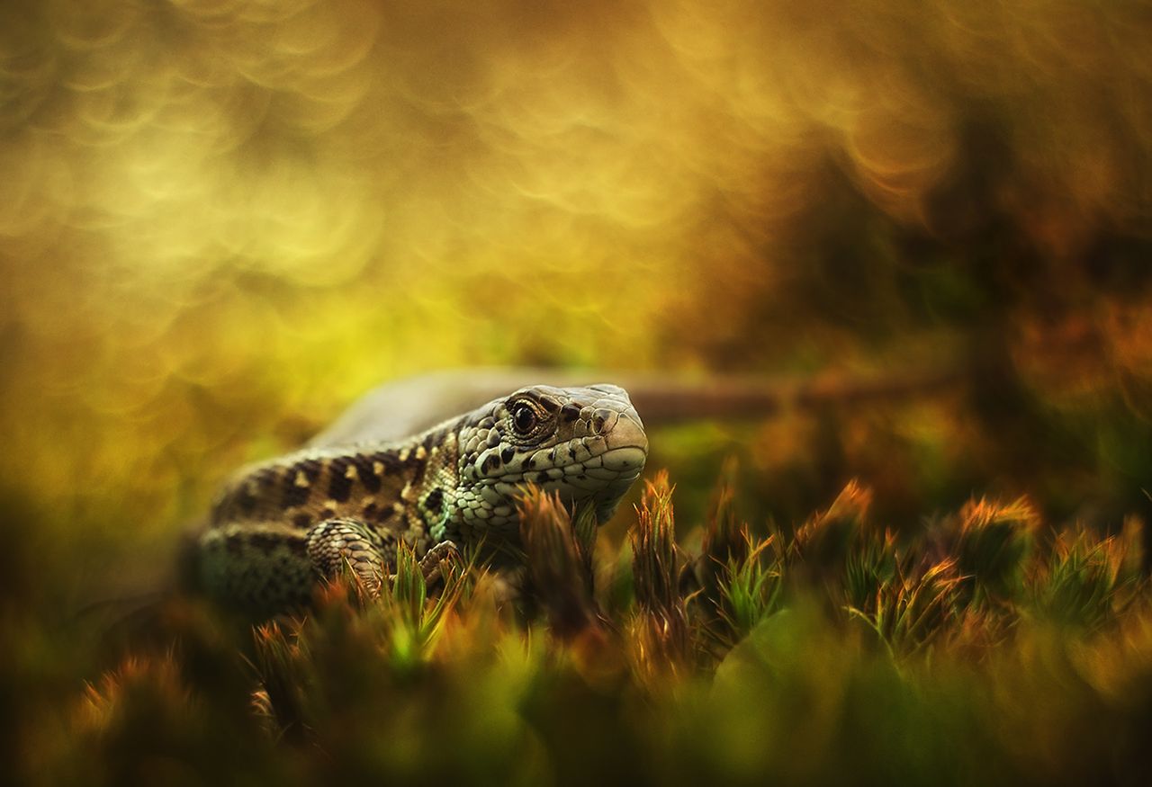 Zdjęcia Polaka zachwyciły jurorów National Geographic 7
