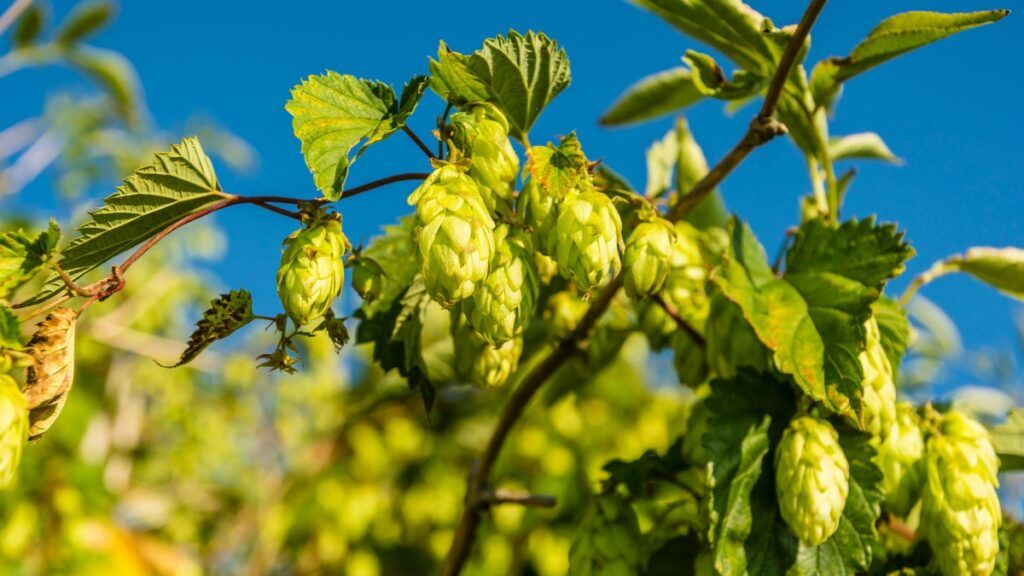 Chmiel zwyczajny (Humulus lupulus)