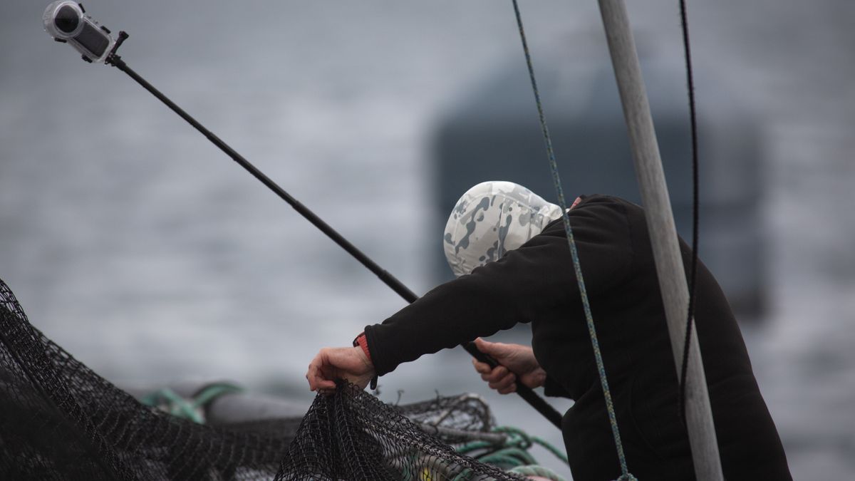 BAY OF THE DEAD HEADS, ARGYLL & BUTE, SCOTLAND - JUNE 16: An activist filming at a Mowi salmon farm at on June 16, 2025 at Bay of the Dead Heads, Argyll & Bute, Scotland. Campaigners have been filming at Scottish salmon farms to gather evidence of alleged breaches of welfare laws and malpractice. Activist are trying to persuade consumers to boycott farmed salmon worldwide. (Photo by Colin McPherson/Getty Images)