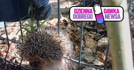 Utknął w ogrodzeniu. Straż miejska ruszyła z pomocą