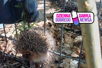 Utknął w ogrodzeniu. Straż miejska ruszyła z pomocą