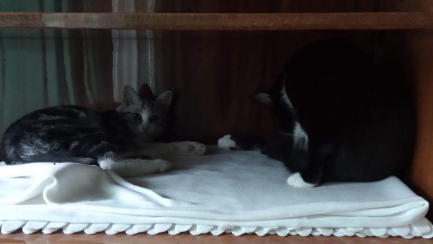 Jak odstresować kota?