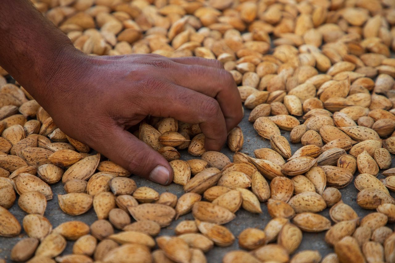 Almonds vs fries: surprising study reveals weight impact of these high-calorie snacks