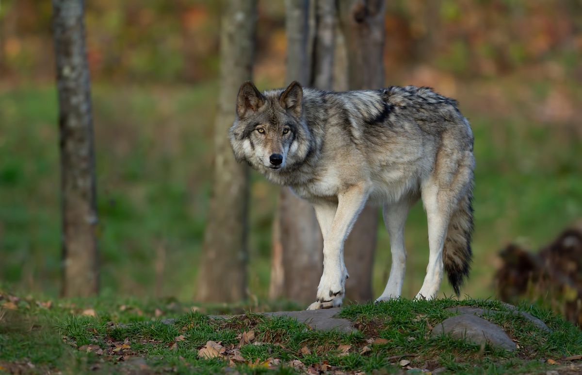 Wilki podchodzą bardzo blisko domów 