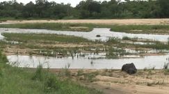 Bawoły w niebezpieczeństwie. Niezwykłe nagranie z Parku Krugera
