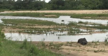 Bawoły w niebezpieczeństwie. Niezwykłe nagranie z Parku Krugera