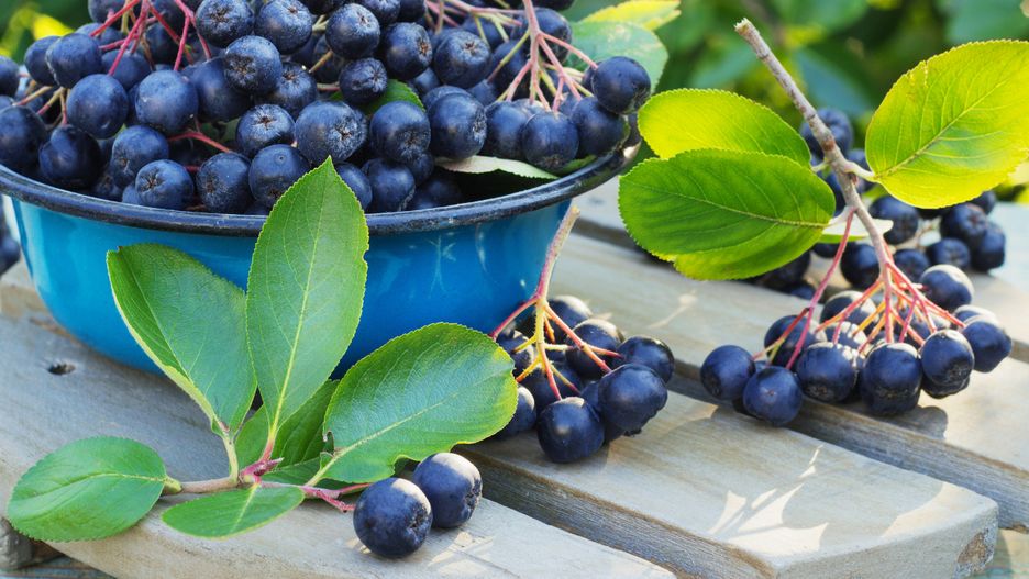 Aronia to jeden z najzdrowszych owoców 