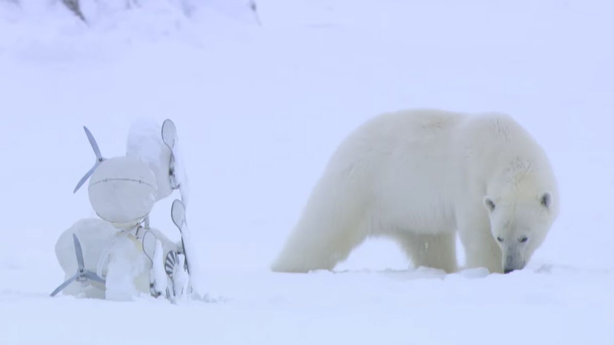 Zobacz, jak niedźwiedź polarny naprawił kamerkę BBC, która się wywróciła podczas nagrywania