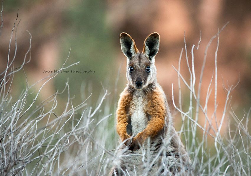 Uciekła z miasta i fotografuje krajobrazy Australii 2